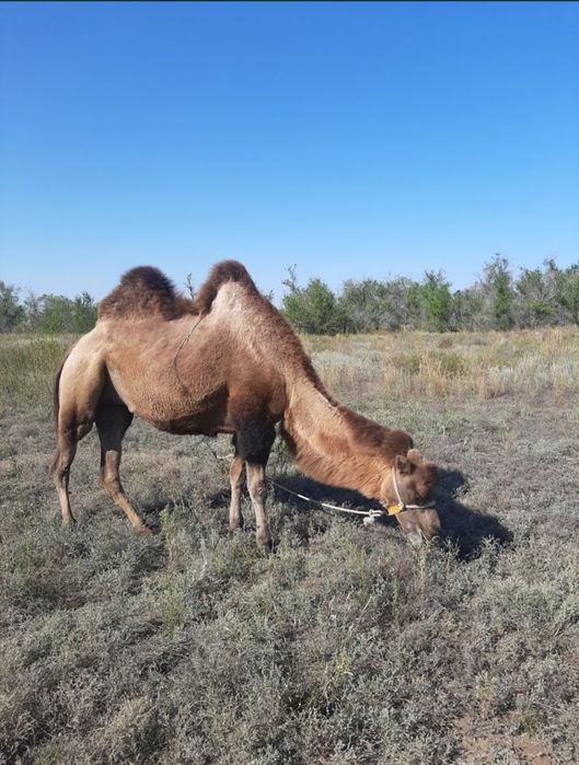 Такси Уральск - Бузулук