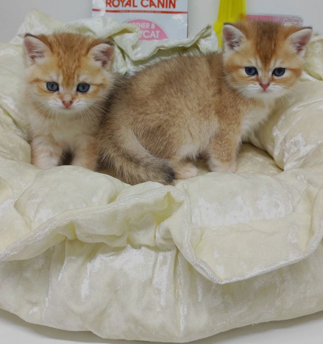 Британские котята.  .