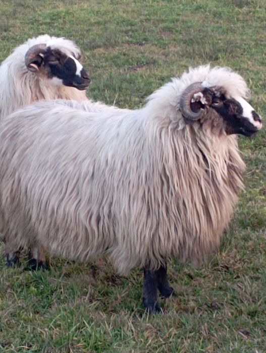 Oi bune și tinere de vanzare