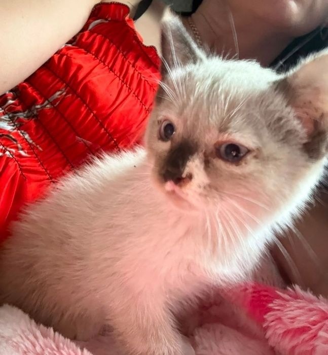 Отдам  котенка приученного