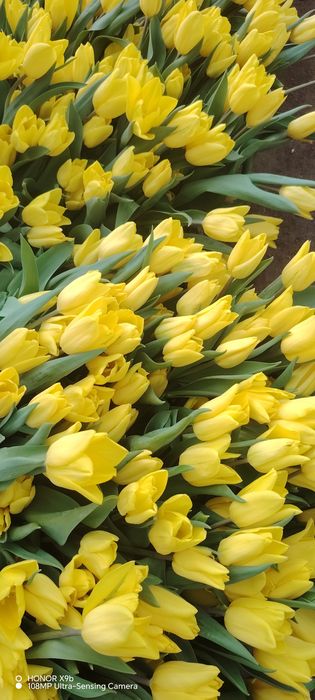 Тюльпаны голландские