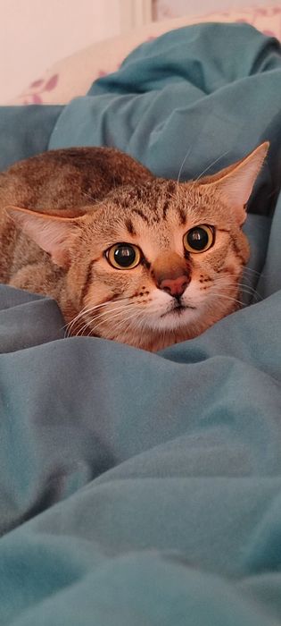 Кот в добрые руки 1год 9 мес