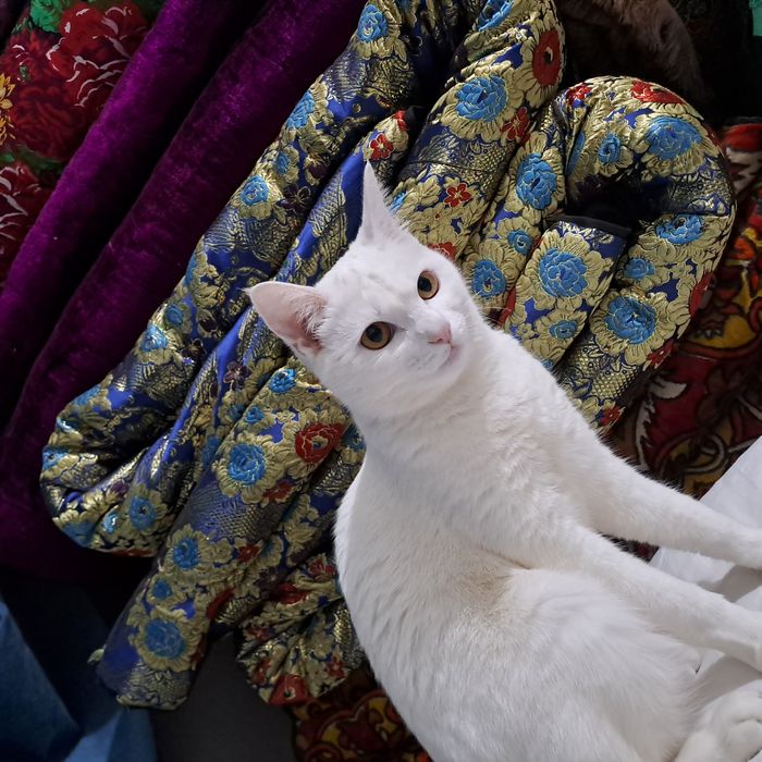 Кошка,девочка домашдомашний,9месяца бесплатно.