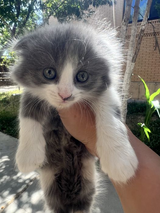 Марғау, котенок девочка вислоухая
