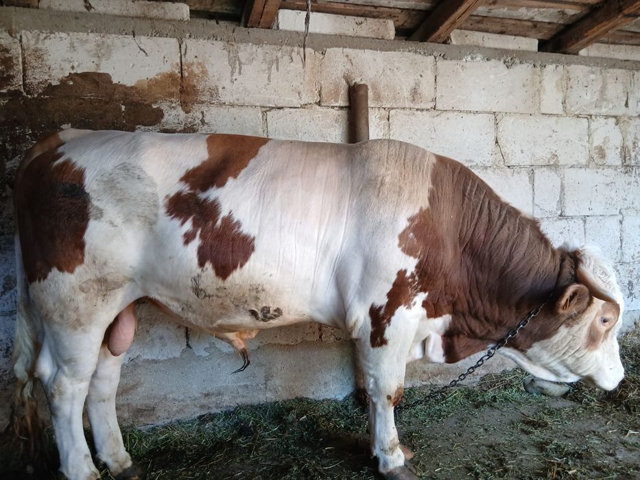 Vand taur  baltata romaneasca