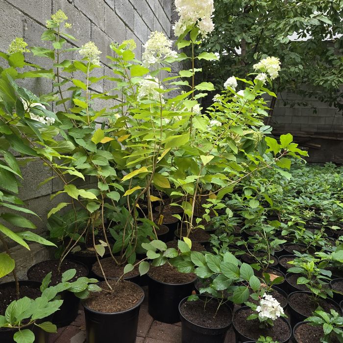 Гортензии метельчатые, древовидные