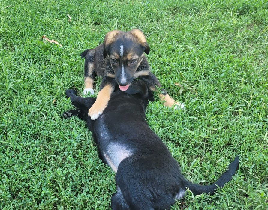 Catelusi pentru adoptie