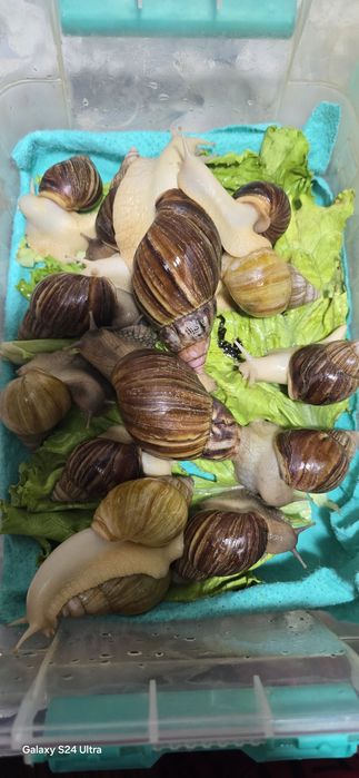 Соглом улиткалар