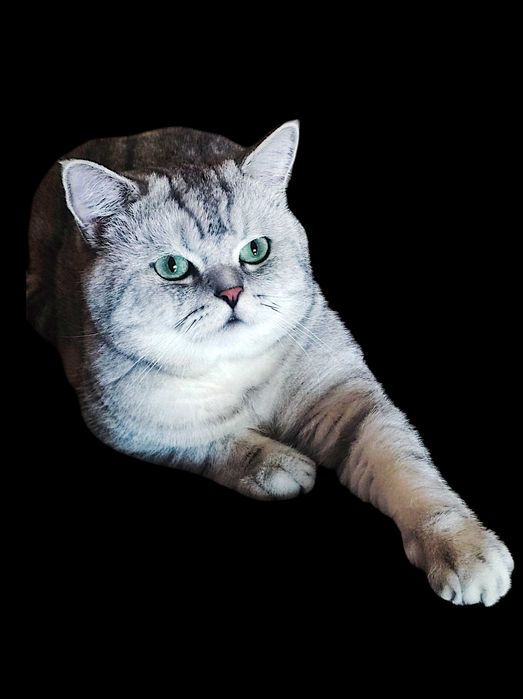 Британская шиншилла на вязку