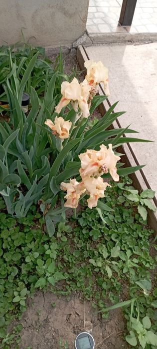 Ирис германский (бородатый)