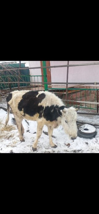 Продается корова