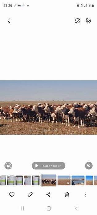 Продам коровы  молочно-мясного направления породы герефорд