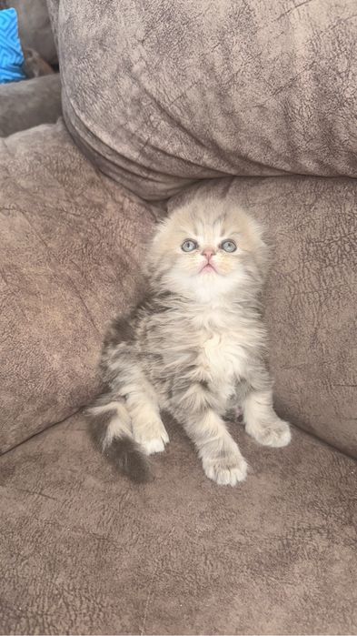 Котенок скотиш фолд