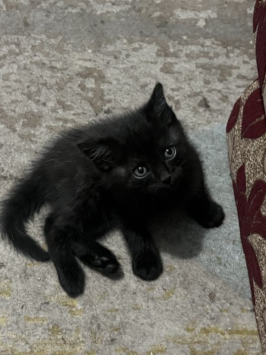 Котята мальчики продам