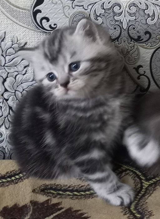 Продам котят шотландцев