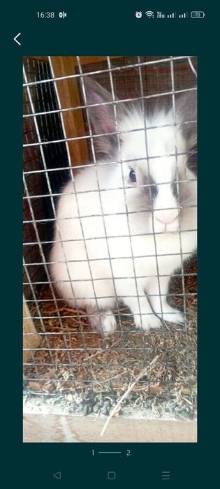 Кролики декоративные