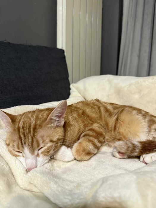 Женско Коте Родено на 01.07