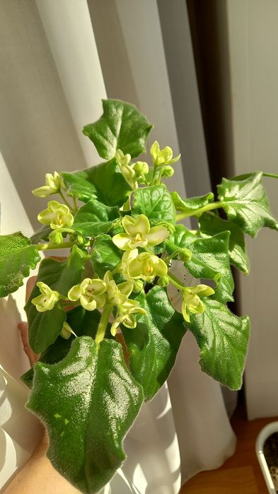 Фиалки сортовые.