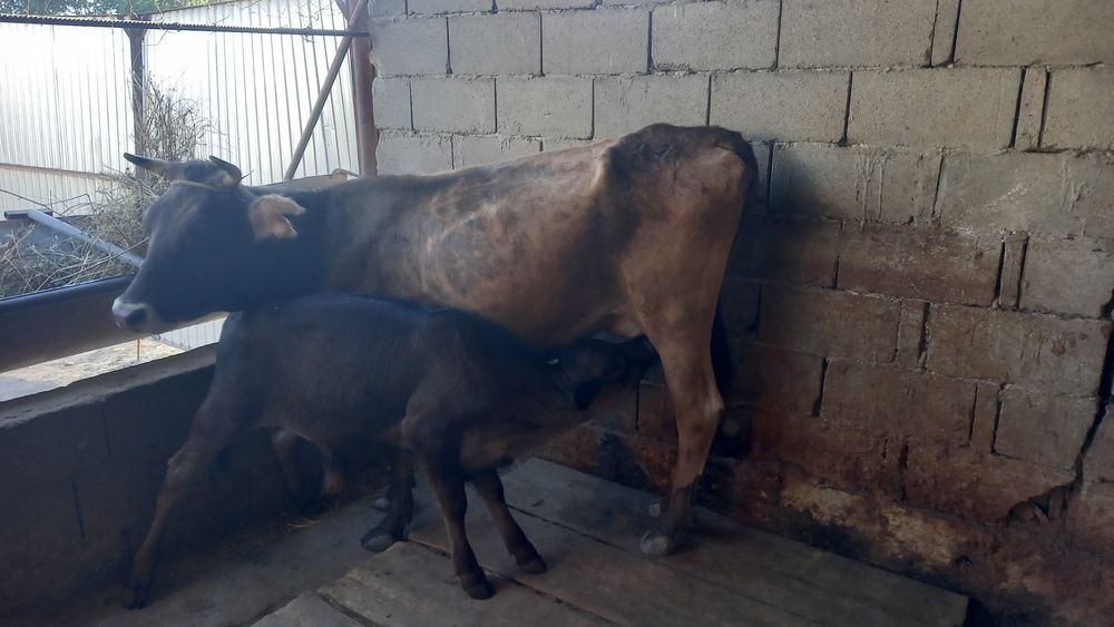 Бузаулы сиыр сатылады