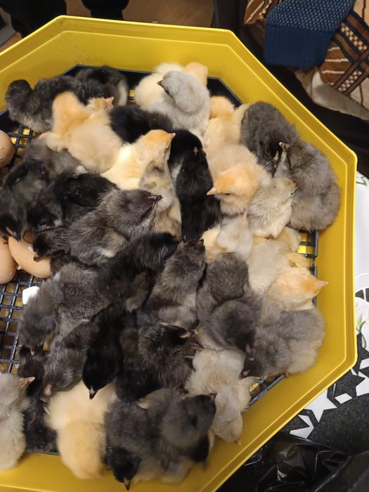 Pui de austrolorp și brahma