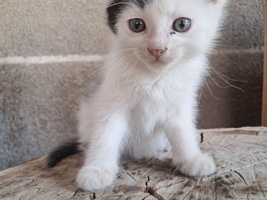 Отдам 4 котят в хорошие руки
