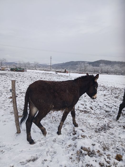 Vând magarite cu lapte