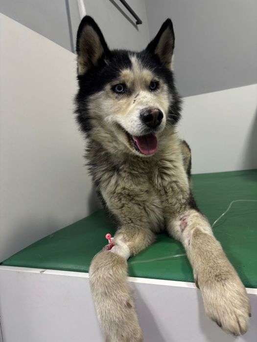 Пропал хаски! Срочно!