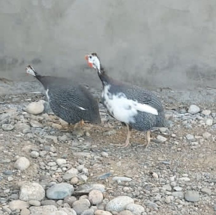 Срочно цесарки продается