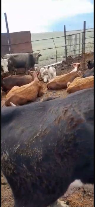 Бука сатылады, бычки и быки