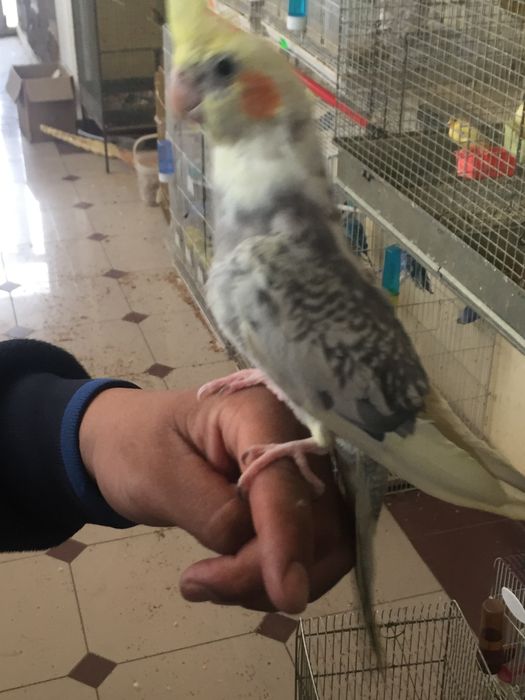 Каркла ручной ва паралар