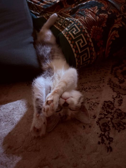 Отдам котенка в добрые руки