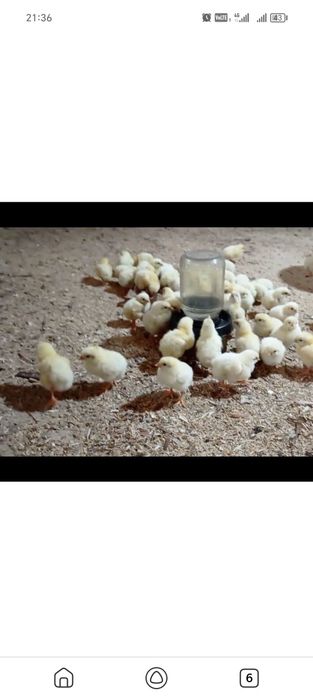 Germanski jujalar sotiladi