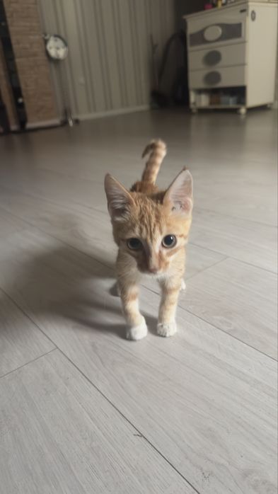 Отдам котенка в добрые руки