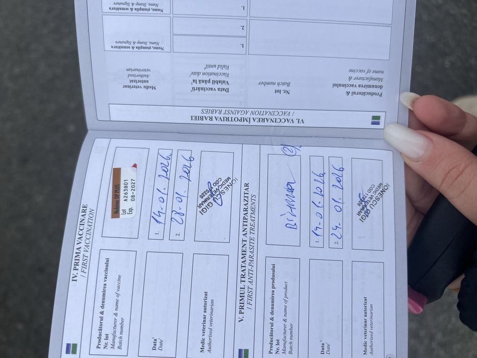 Vand pui de shih tzu