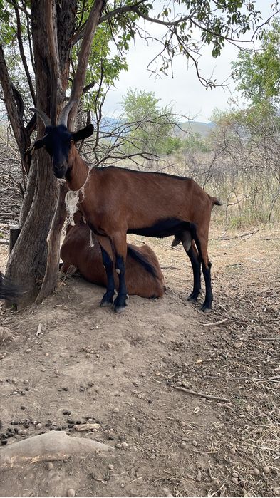 Сауын ешкі коз чешский