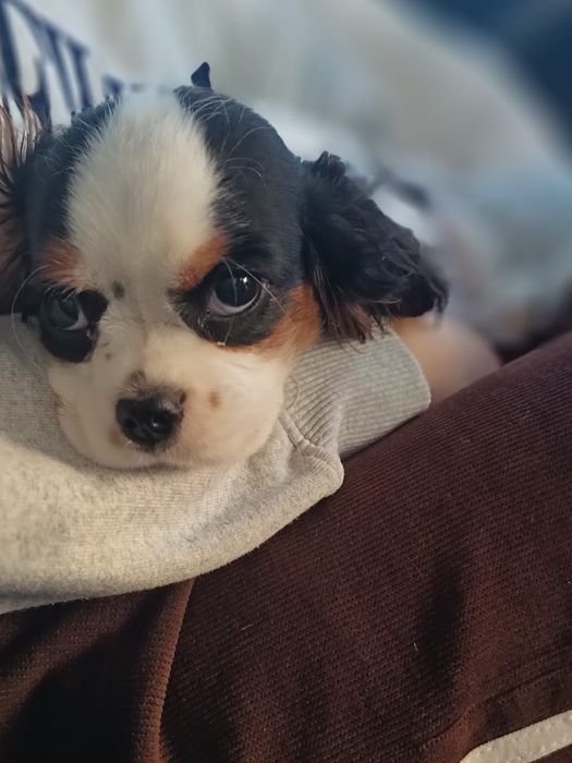 Кавалер кинг Чарльз спаниель девочка