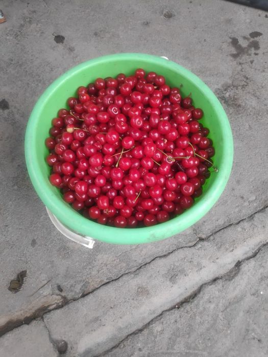 Ведро вишни 677776