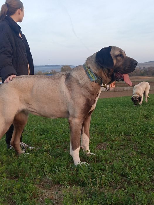 Kangal Coban Kopegi