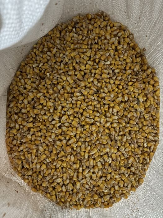 Porumb, ambalat la sac de 40 kg