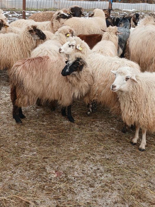 Vand 33 de oi depuse de fatare