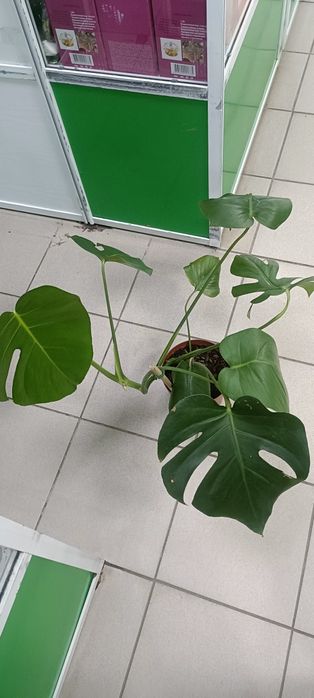 Монстера:12000 тенге