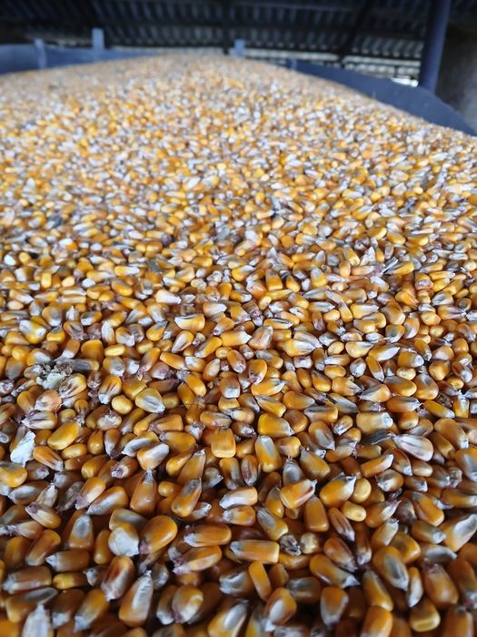 Porumb Uscat 15% umiditate