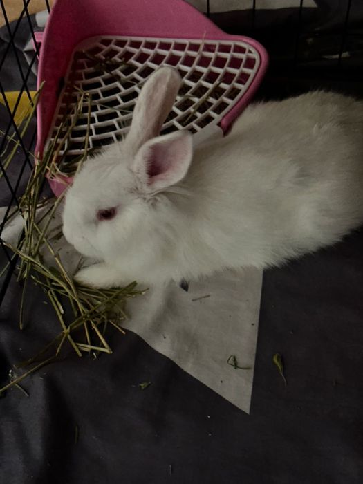 Дикаративный кролик, ручной