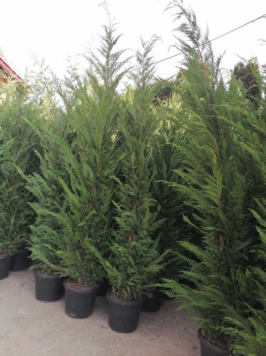 Mesteacăn, Magnolie, Brazi, Tuia, Catalpa, Prunus.