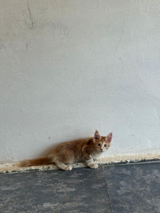 Мэйн кун котёнок