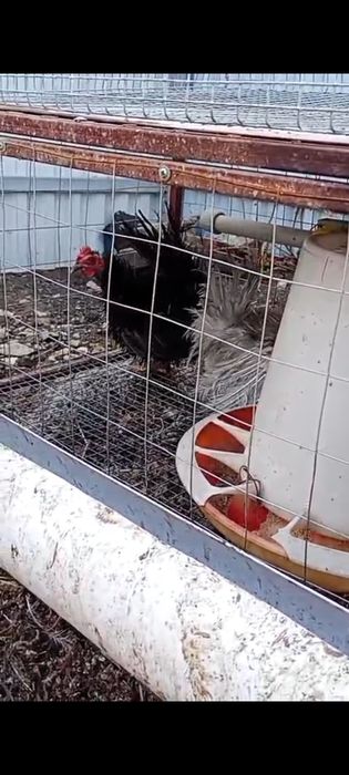 Карликовые петушки шабо