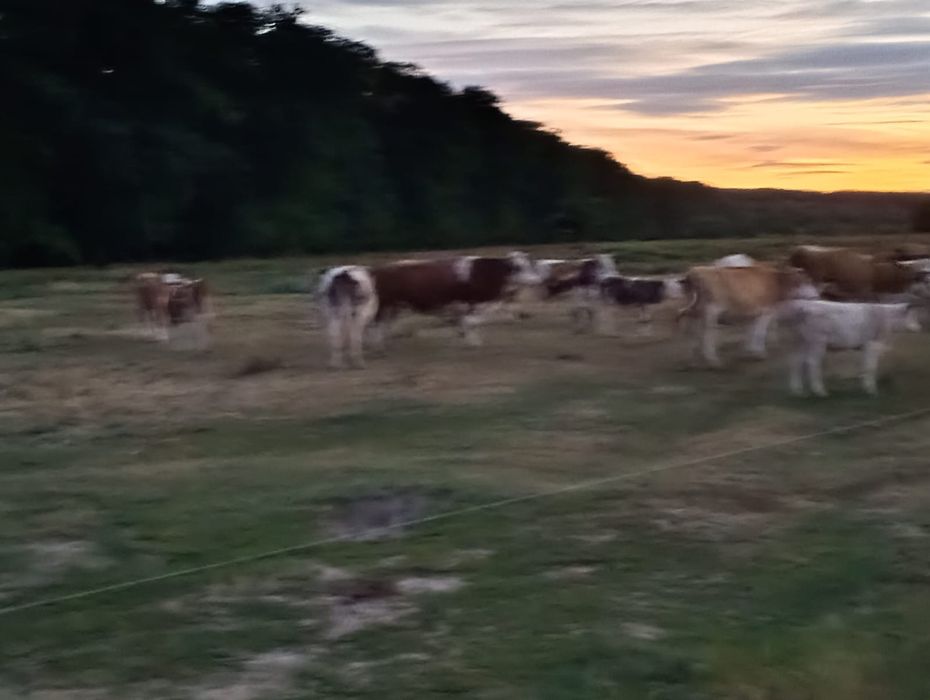Vând 34 vaci și 15 vitei