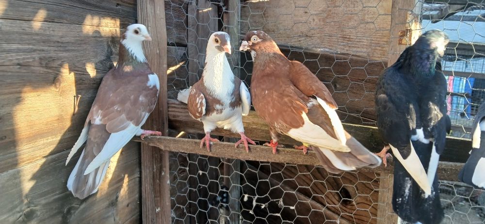 Porumbei jucători de galați