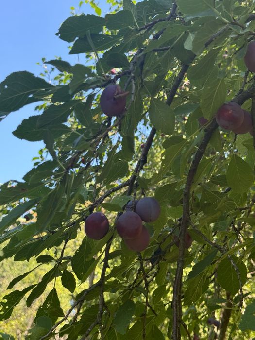 Vând prune pentru țuică