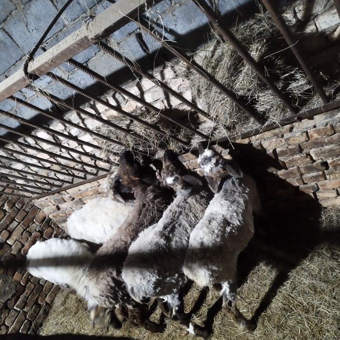 Токтылар сатылады